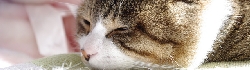 動物販売時説明書