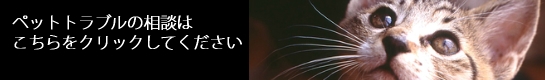 メール相談はこちらをクリックしてください